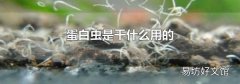 蛋白虫是干什么用的