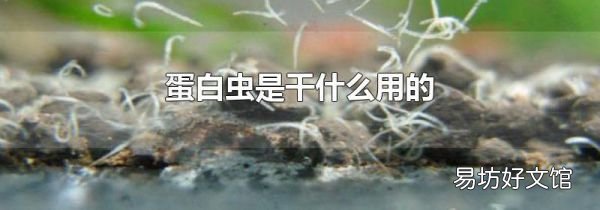 蛋白蟲是干什么用的
