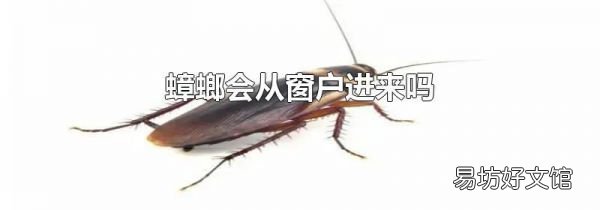 蟑螂会从窗户进来吗
