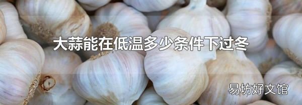 大蒜能在低温多少条件下过冬