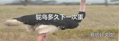 鸵鸟多久下一次蛋
