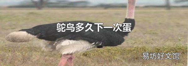 鴕鳥多久下一次蛋