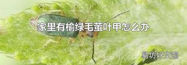 家里有榆綠毛螢葉甲怎么辦