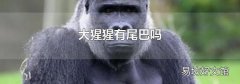 大猩猩有尾巴吗