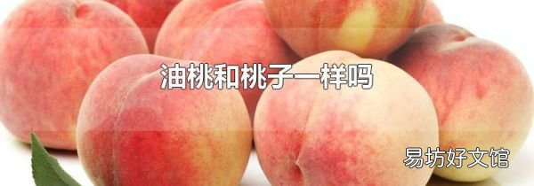 油桃和桃子一样吗