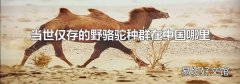 当世仅存的野骆驼种群在中国哪里