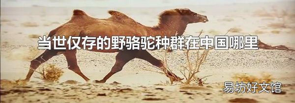 当世仅存的野骆驼种群在中国哪里