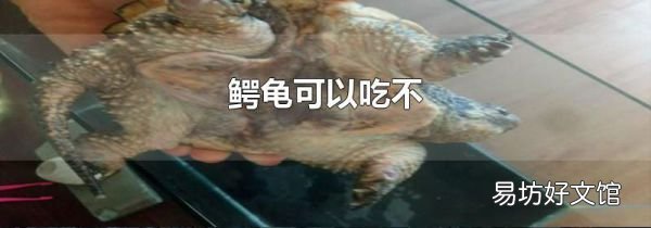 鳄龟可以吃不