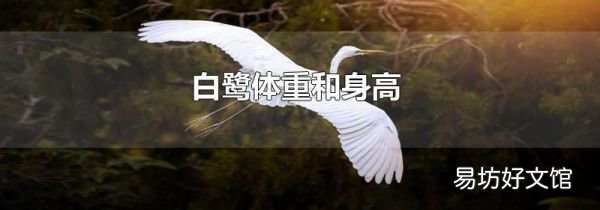白鹭体重和身高