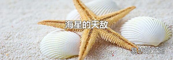 海星的天敌