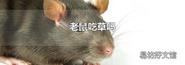 老鼠吃草吗