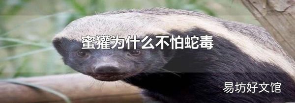 蜜獾为什么不怕蛇毒