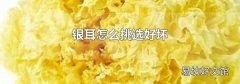 银耳怎么挑选好坏