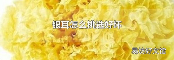 银耳怎么挑选好坏