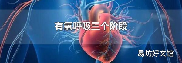 有氧呼吸三个阶段