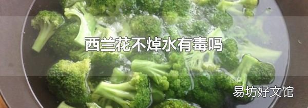 西兰花不焯水有毒吗