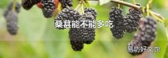 桑葚能不能多吃