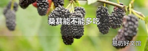 桑葚能不能多吃