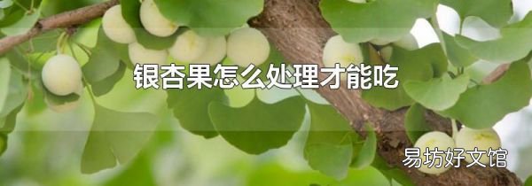 银杏果怎么处理才能吃