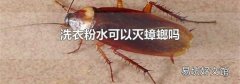 洗衣粉水可以灭蟑螂吗