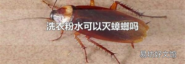 洗衣粉水可以灭蟑螂吗