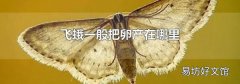 飞蛾一般把卵产在哪里