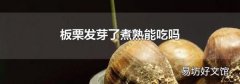 板栗发芽了煮熟能吃吗