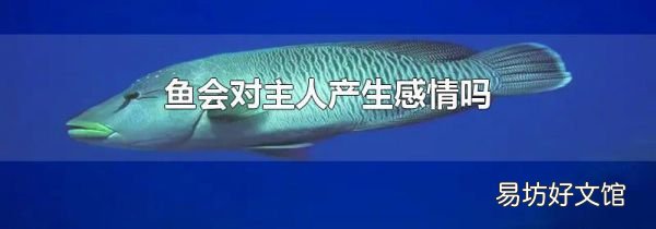 魚(yú)會(huì)對(duì)主人產(chǎn)生感情嗎
