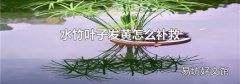 水竹叶子发黄怎么补救