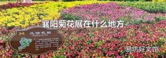 襄阳菊花展在什么地方