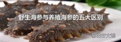 野生海参与养殖海参的五大区别
