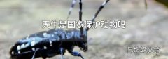 天牛是国家保护动物吗