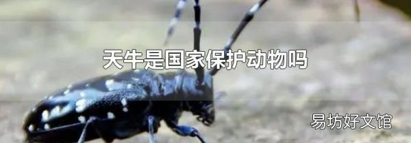 天牛是国家保护动物吗