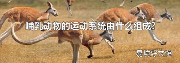 哺乳动物的运动系统由什么组成?