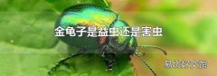 金龟子是益虫还是害虫