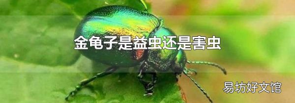金龟子是益虫还是害虫
