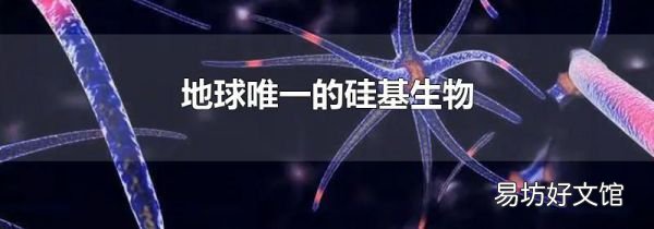 地球唯一的硅基生物