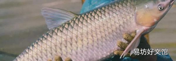 脆皖魚的營養(yǎng)價值