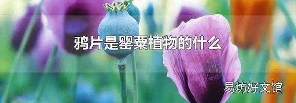 鸦片是罂粟植物的什么