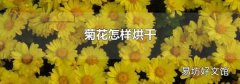 菊花怎样烘干