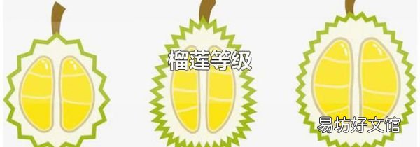 榴莲等级