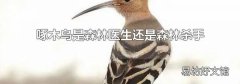 啄木鸟是森林医生还是森林杀手