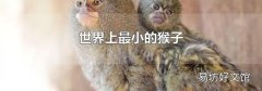 世界上最小的猴子