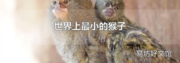 世界上最小的猴子