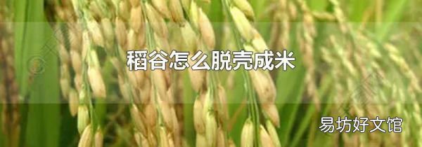 稻谷怎么脱壳成米