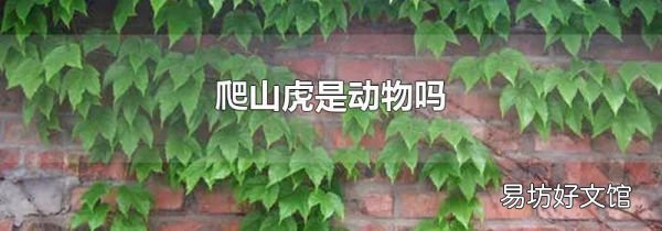 爬山虎是动物吗