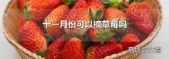 十一月份可以摘草莓吗