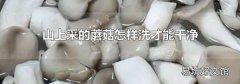 山上采的蘑菇怎样洗才能干净