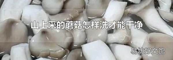 山上采的蘑菇怎样洗才能干净