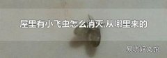 屋里有小飞虫怎么消灭,从哪里来的